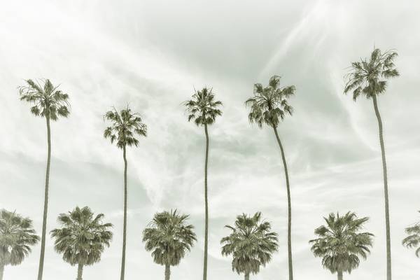 Palm trees in La Jolla, California | Vintage  from Melanie Viola