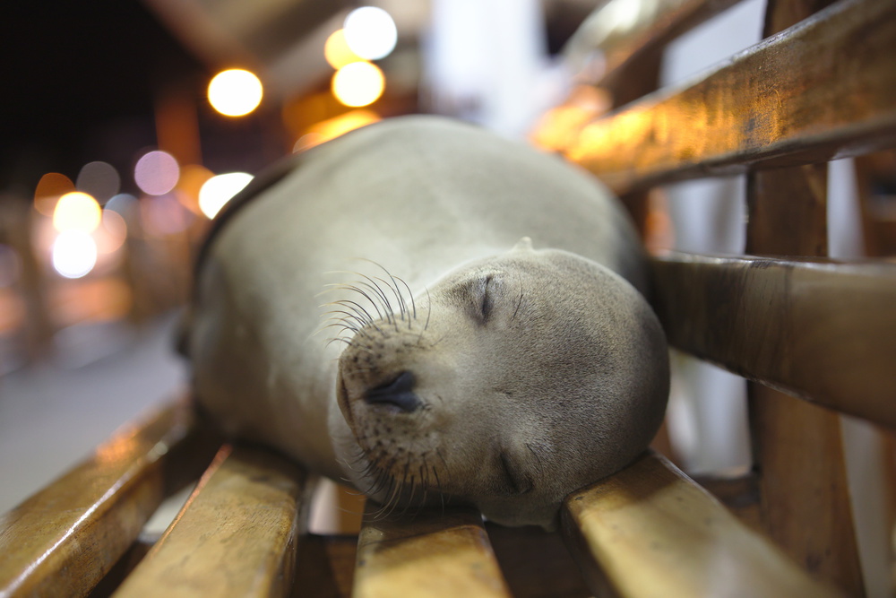 Sea lion nap from Michal Lindner