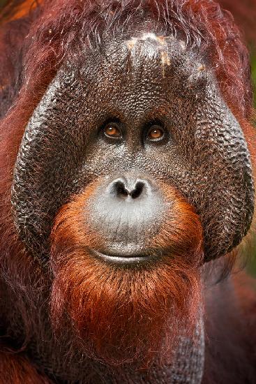 Bornean orangutan