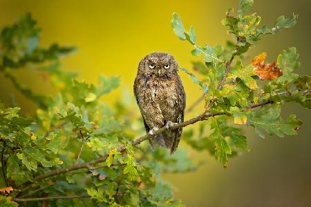 Eurasian Scops Owl