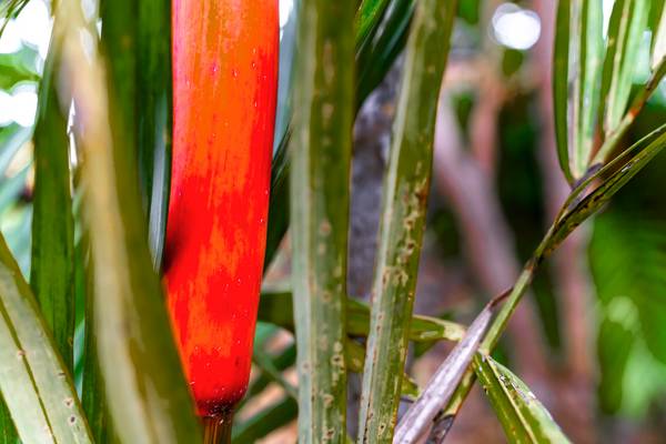 Natur, Floral, Bali, Regenwald, Fotokunst, Bunt from Miro May