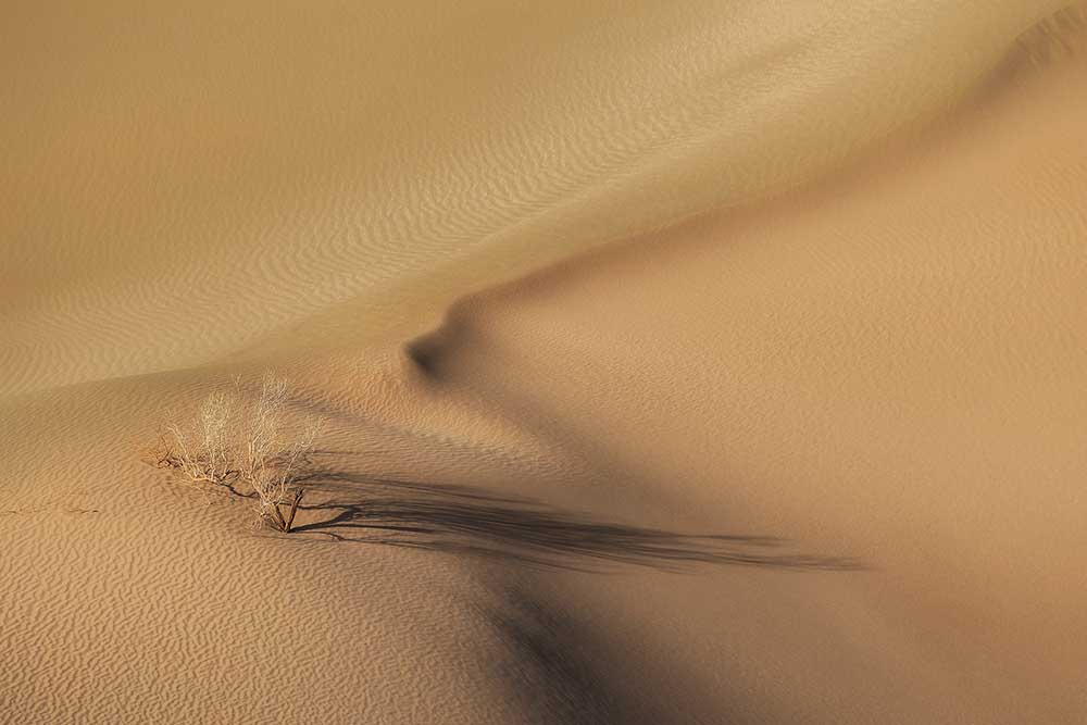 Life in the desert from Mohammad Shefaa