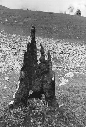 Form of tree trunk (b/w photo) 