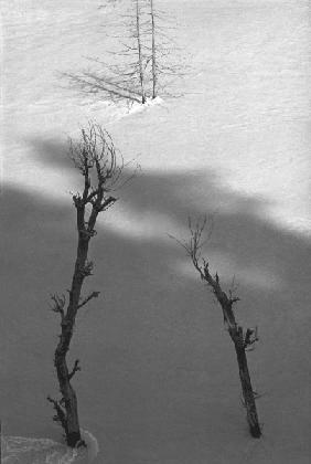 Form of trees (b/w photo) 