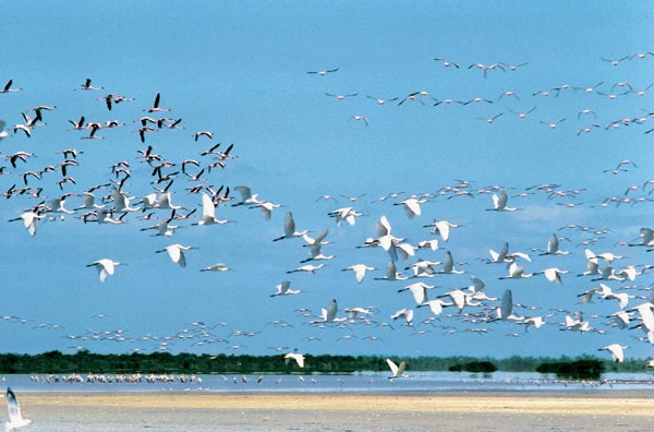 Lesser flamingos spoonbills and Caspian terns at Point Calimere (photo)  from 