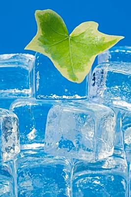 Ivy leaf and ice from Norma Cornes