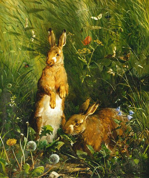 Rabbits in the meadow