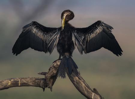 Darter Drying Wings At Bharatpur