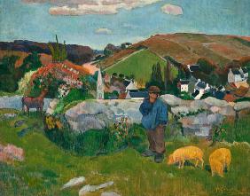 Coutryside in Bretagne (hurd of pigs)