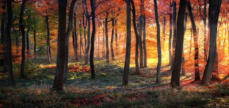 Autumn Woodland Sunrise from Photokes