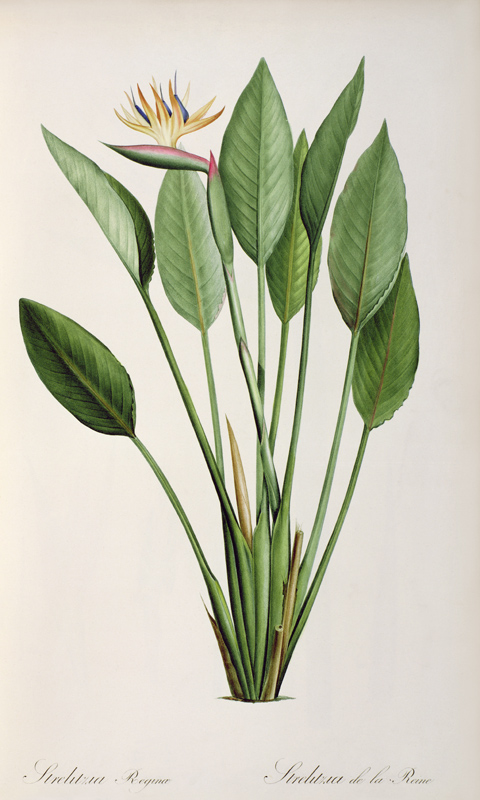 Strelitzia Reginae, from 'Les Strelitziaceae' from Pierre Joseph Redouté