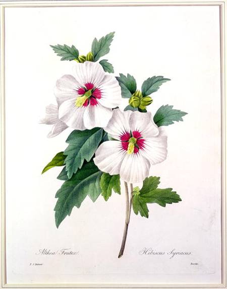 Hibiscus syriacus, engraved by Bessin, f - Pierre Joseph Redouté as art  print or hand painted oil.