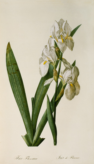 Iris Florentina, from `Les Liliacees' from Pierre Joseph Redouté