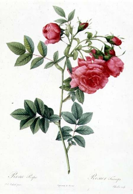 Rosa Pimpinellifolia Flore Variegato - Pierre Joseph Redouté as art print  or hand painted oil.