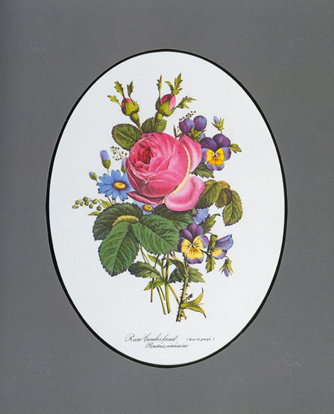 Rose of Cumberland, pansy and Zinerarie from Pierre Joseph Redouté