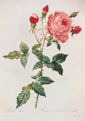 Rosa Indica