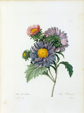 China aster