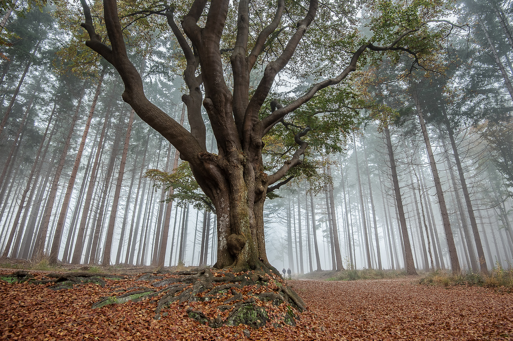 misty morning in the forest .... from Piet Haaksma