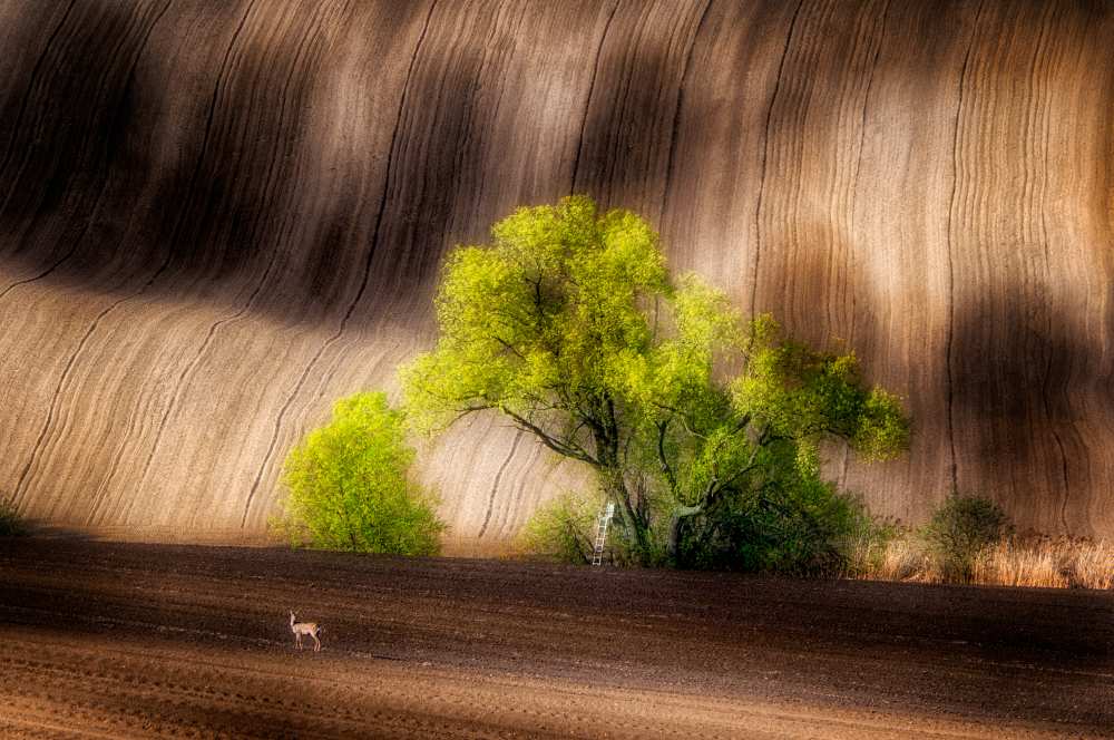 on the fields from Piotr Krol (Bax)