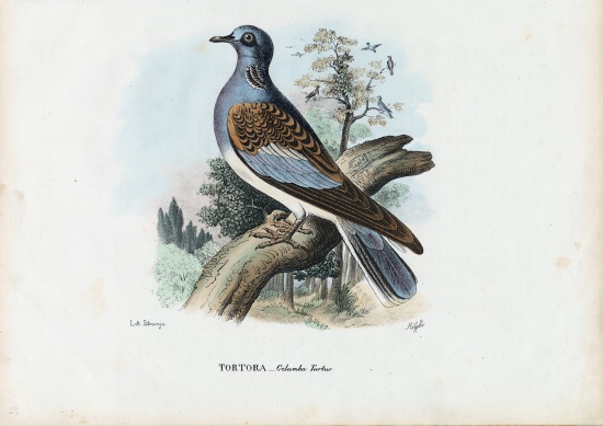 European Turtle Dove from Raimundo Petraroja