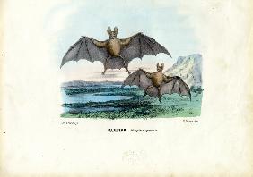 Vampire Bat