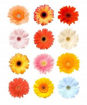 Gerbera