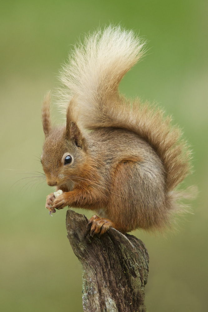 Red Squirrel from Ray Cooper