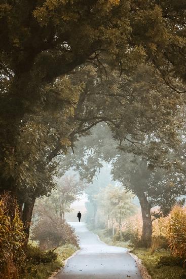 forest walk