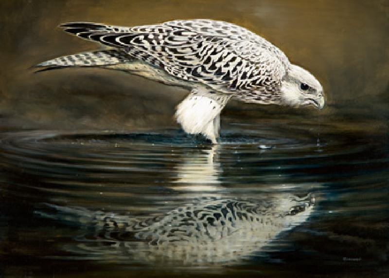 Image: Renato Casaro - Drinking Falcon
