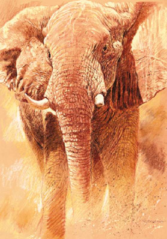 Image: Renato Casaro - Elefant Study