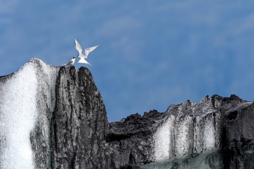 Arctic tern feeding her son from Roberto Marchegiani