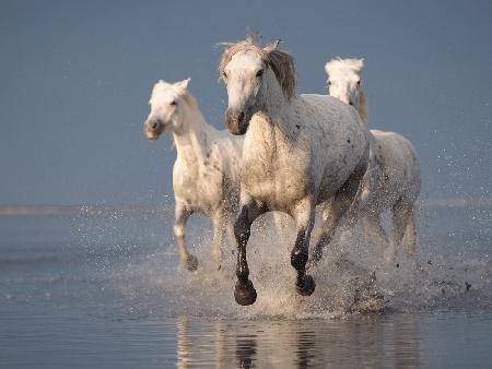 Camargue horses on sunset