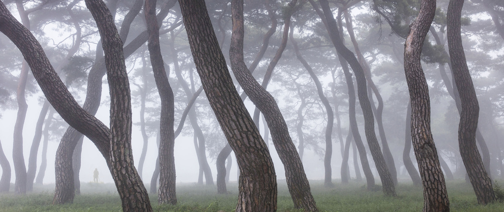 Pine Grove in Fog-3 from Ryu Shin Woo