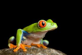 frog on a rock isolated on black