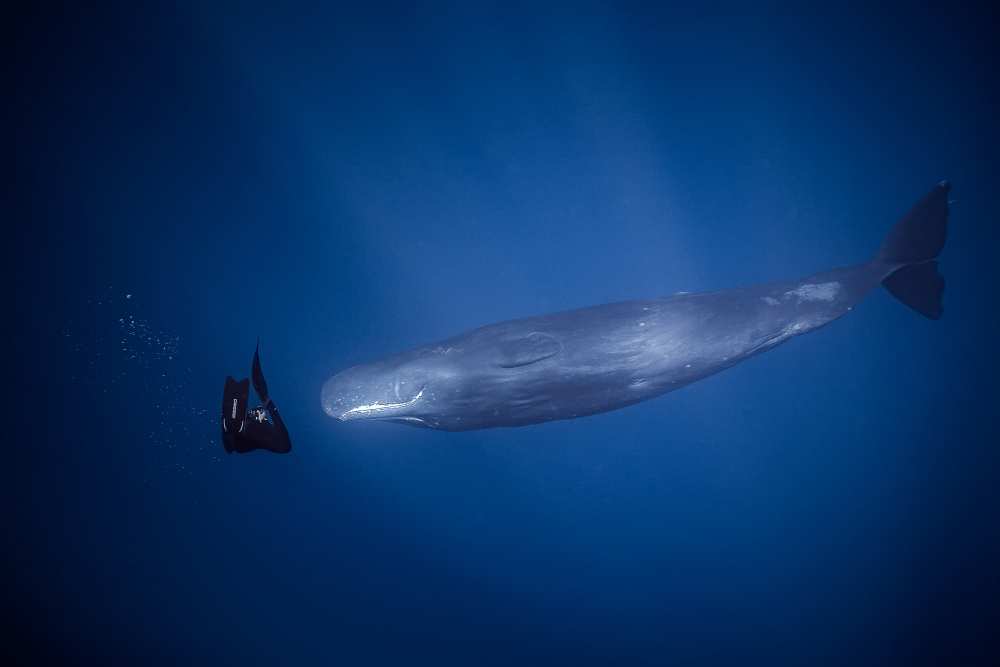 encounter with sperm whales. from Seb