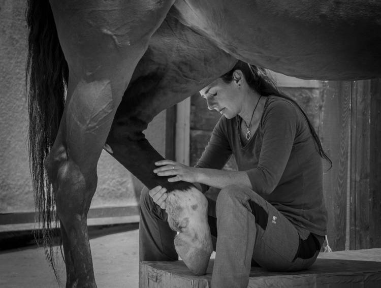 Girl treats horse from Sebastian Graf