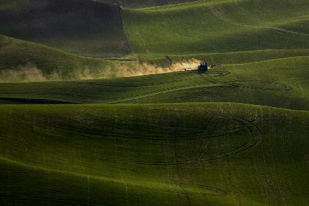 wheat field in Spring