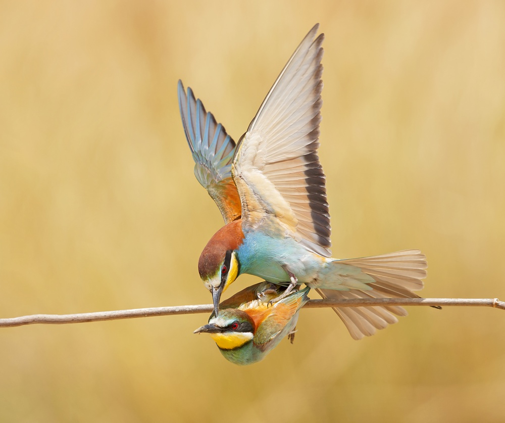 Bee-eaters love from Shlomo Waldmann