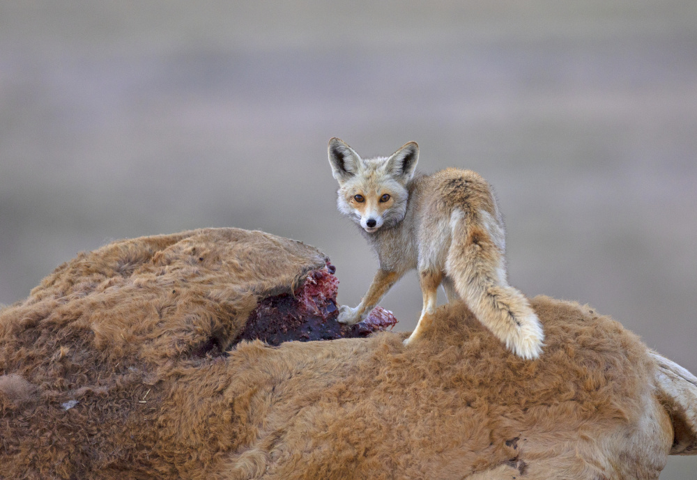Desert Fox with a carcass from Shlomo Waldmann