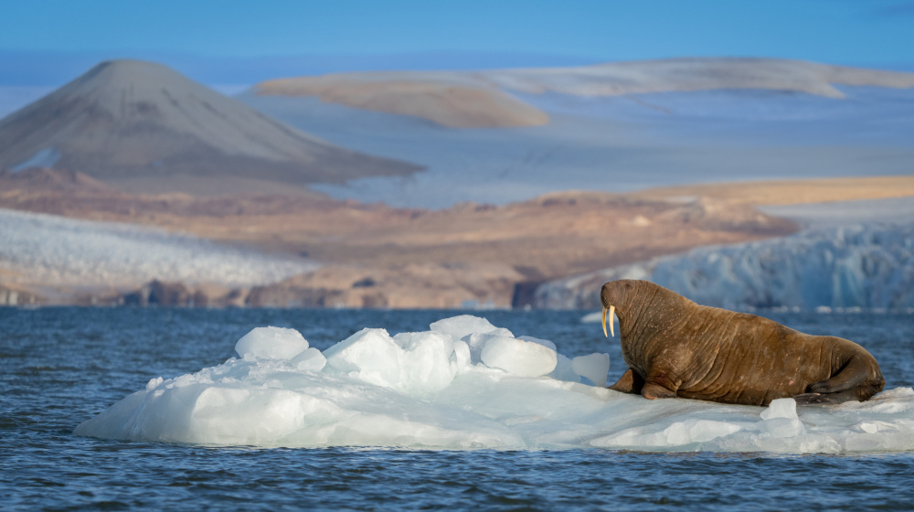 Mr Walrus on drift ice .. Svalbard from Shobhit Chawla