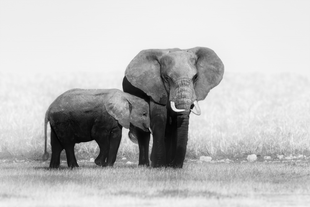 Mother and Calf Elephants from Siyu and Wei Photography