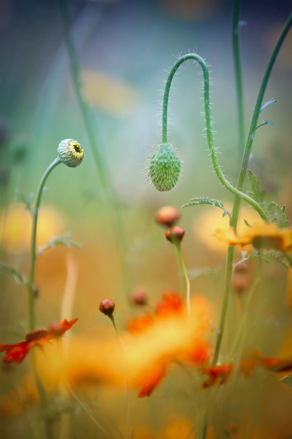 Poppy Field from Steve Moore