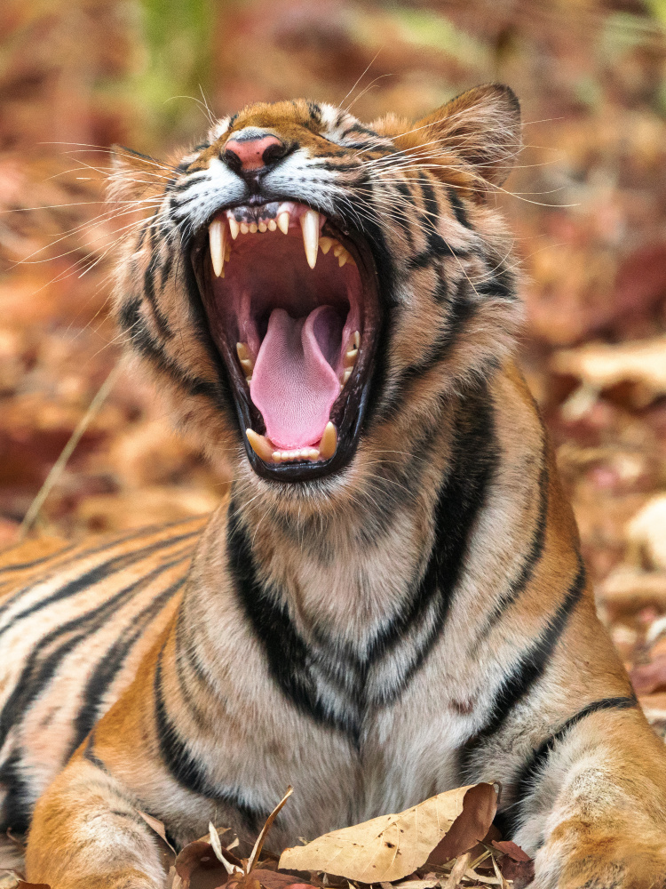 The Yawning Tiger from Sumangal Sethi