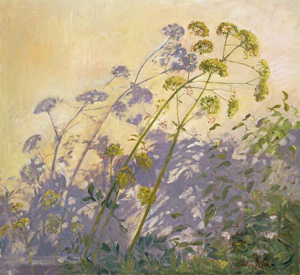 Lovage, Clematis and Shadows, 1999 (oil on canvas)  from Timothy  Easton