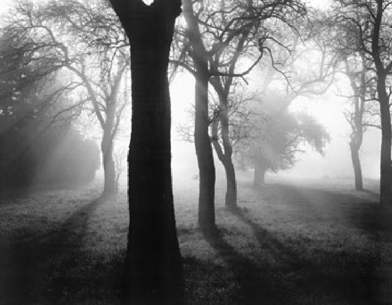 Image: Tom Weber - Bäume im Nebel I