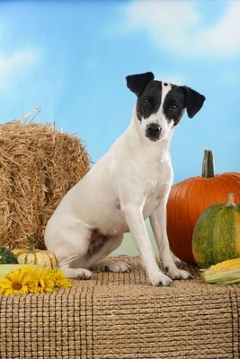 Jack Russell Terrier mit Kürbis