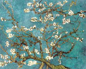 Almond Blossoms (copy)