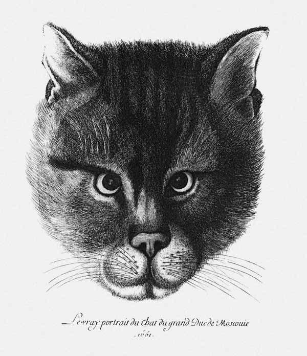 True picture of the Cat of the Tsar Alexis I Mikhailovich of Russia