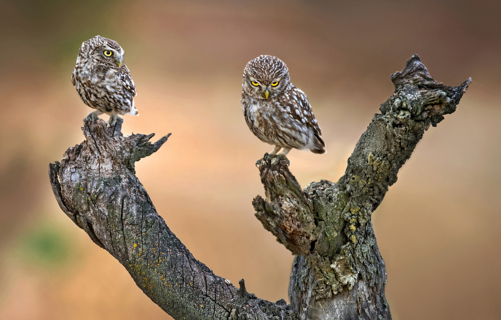 Little Owls from Xavier Ortega