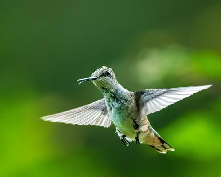 Hummingbird